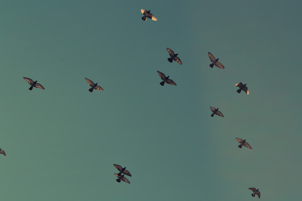 flock of brown birds flying on blue sky