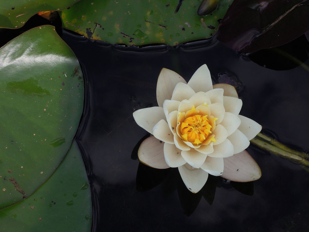 fiore di loto bianco sullo specchio d'acqua