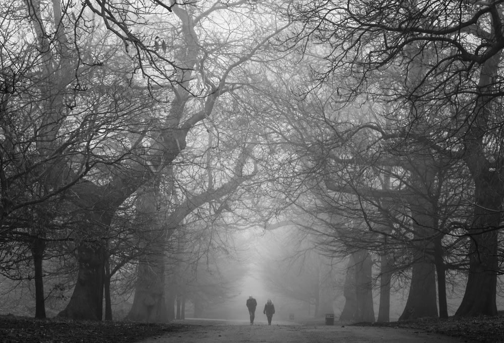two person walking on pathway along the trees