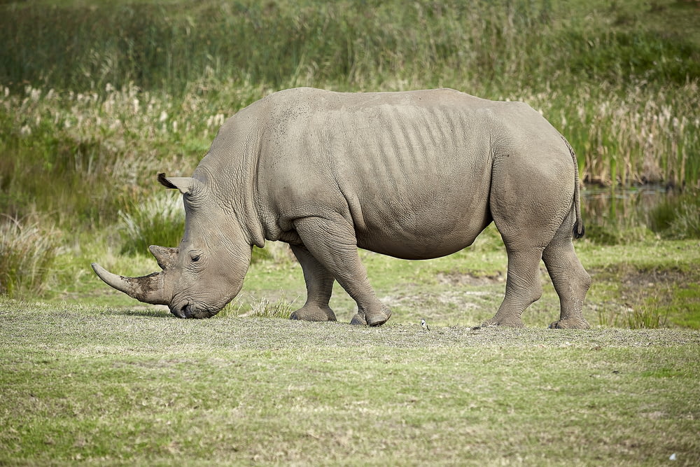 rhinocerus near grass