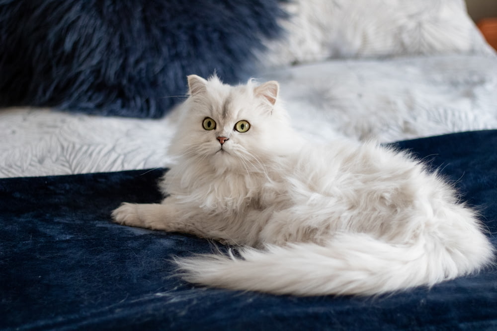 short-fur white cat on blue linen