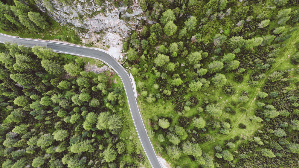 aerial photography of green trees beside road