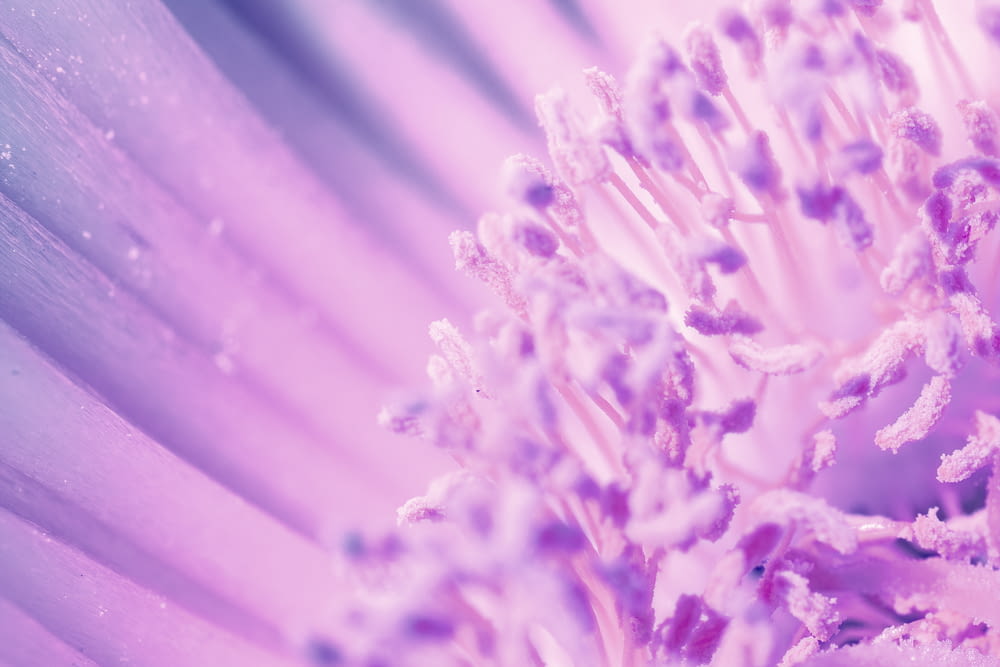 a close up of a flower with water droplets on it