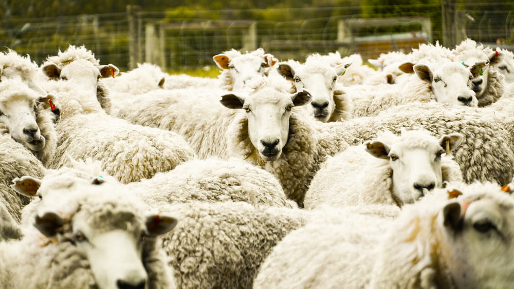 shallow focus photo of herd of sheep
