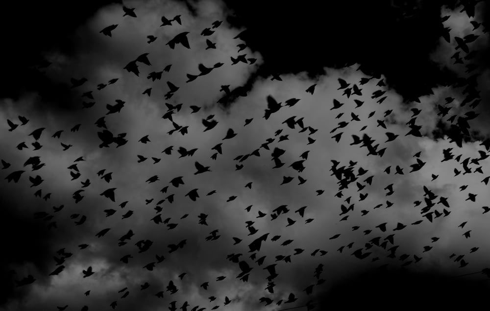 空に浮かぶ鳥の群れのシルエット
