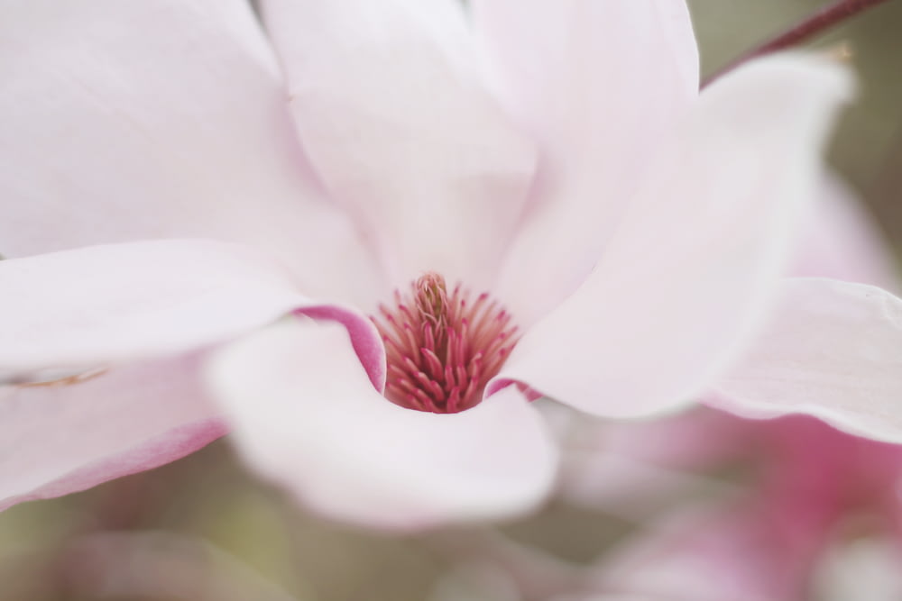 foto de foco seletivo em close-up da flor de pétala rosa