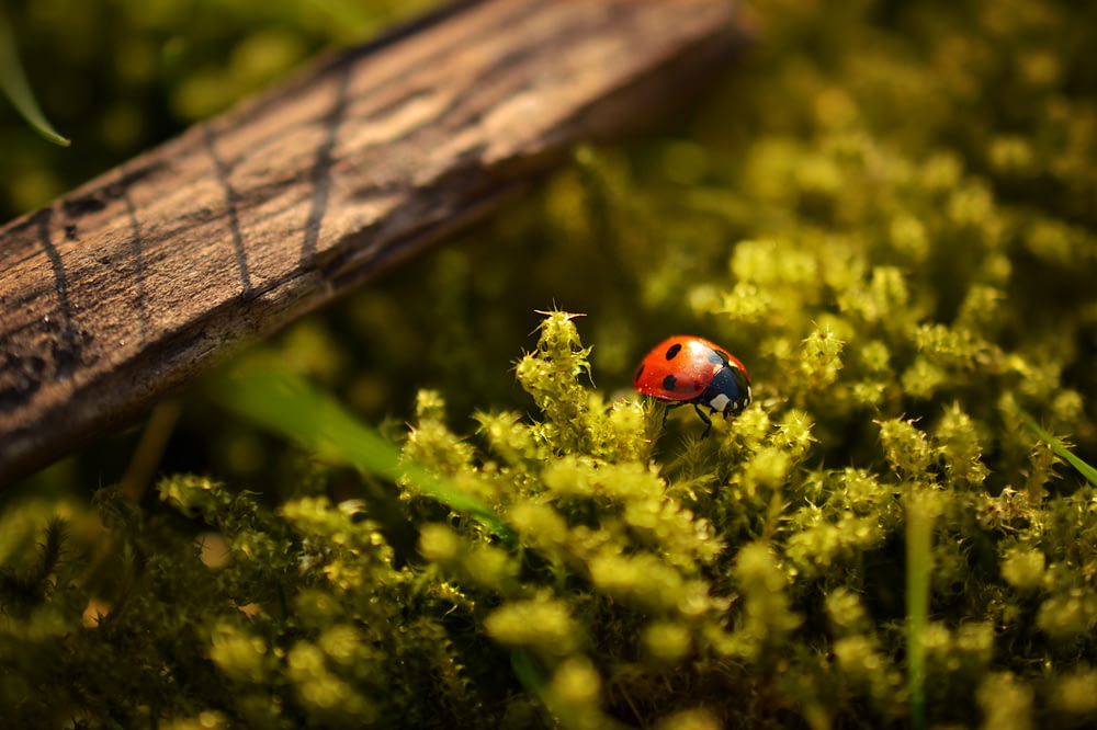 closeup photography of ladybug perched on green leafed plant