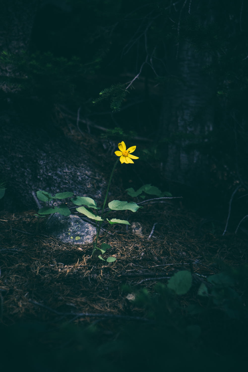 fotografia de foco seletivo da flor amarela de Tithonia