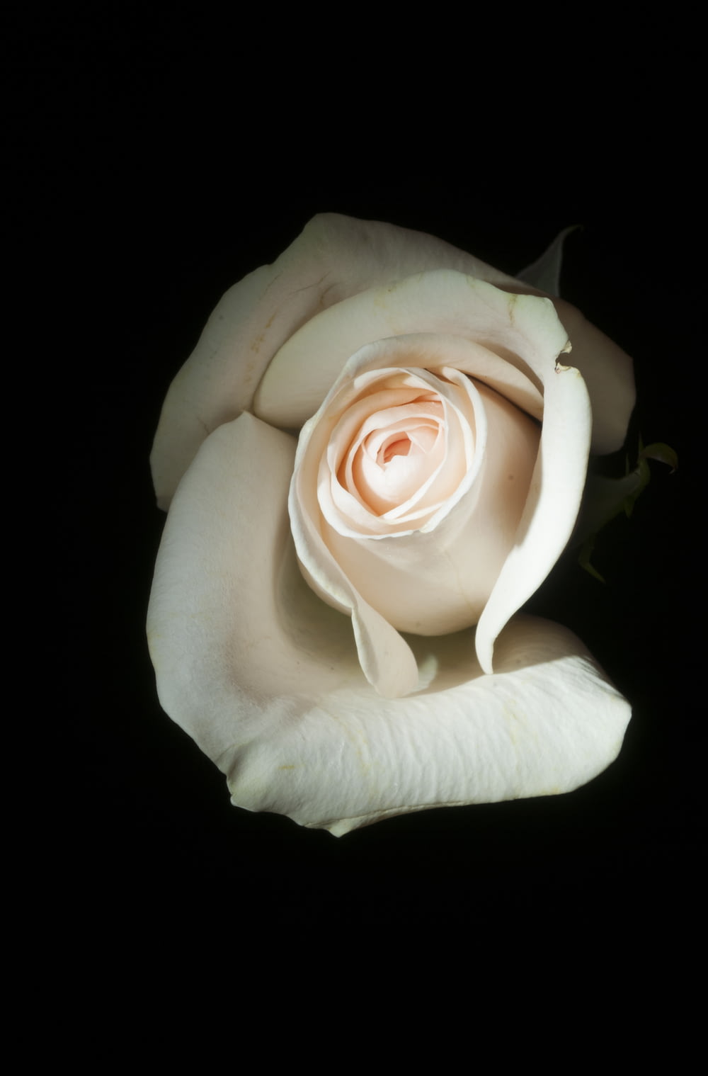 foto ravvicinata di rosa bianca