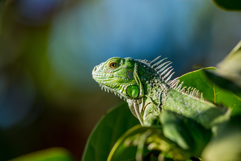 녹색 이구아나의 선택적 초점 사진