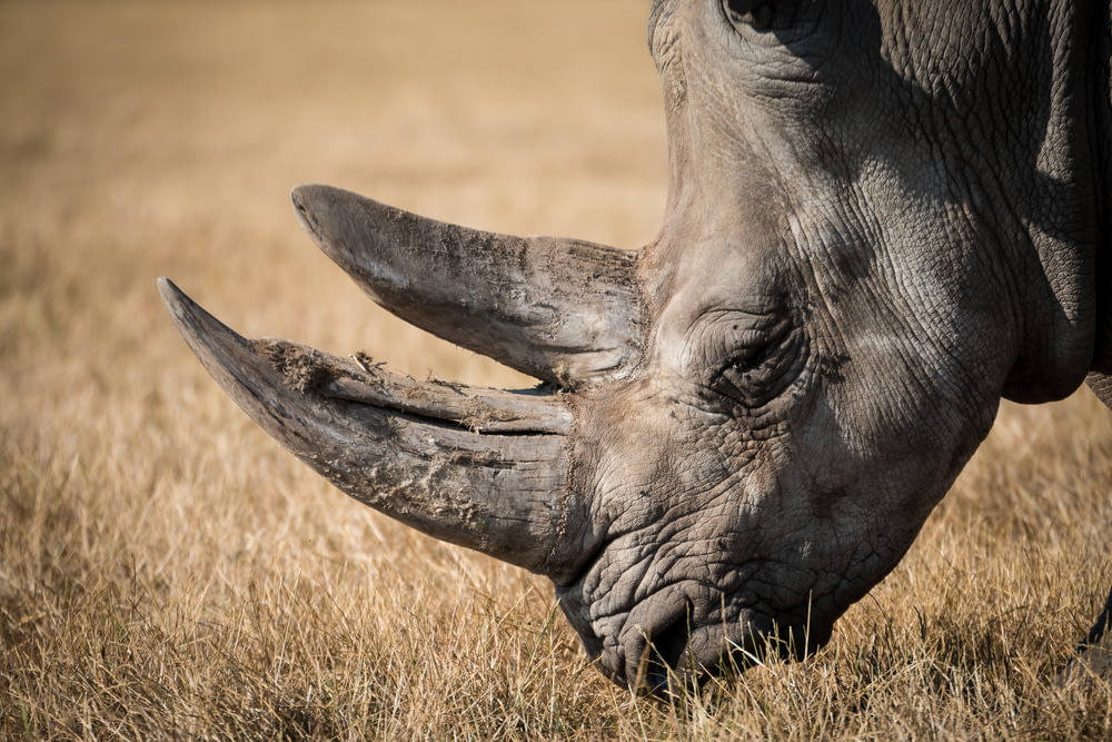 풀을 먹는 코뿔소