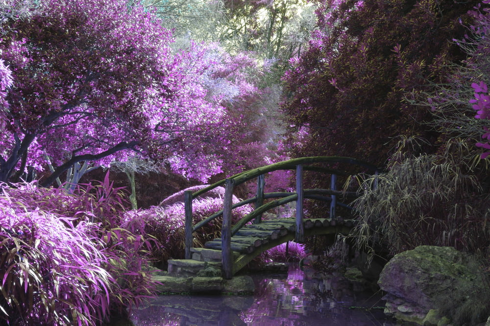 Passerelle en bois marron entourée de fleurs aux pétales roses avec ruisseau en dessous pendant la journée