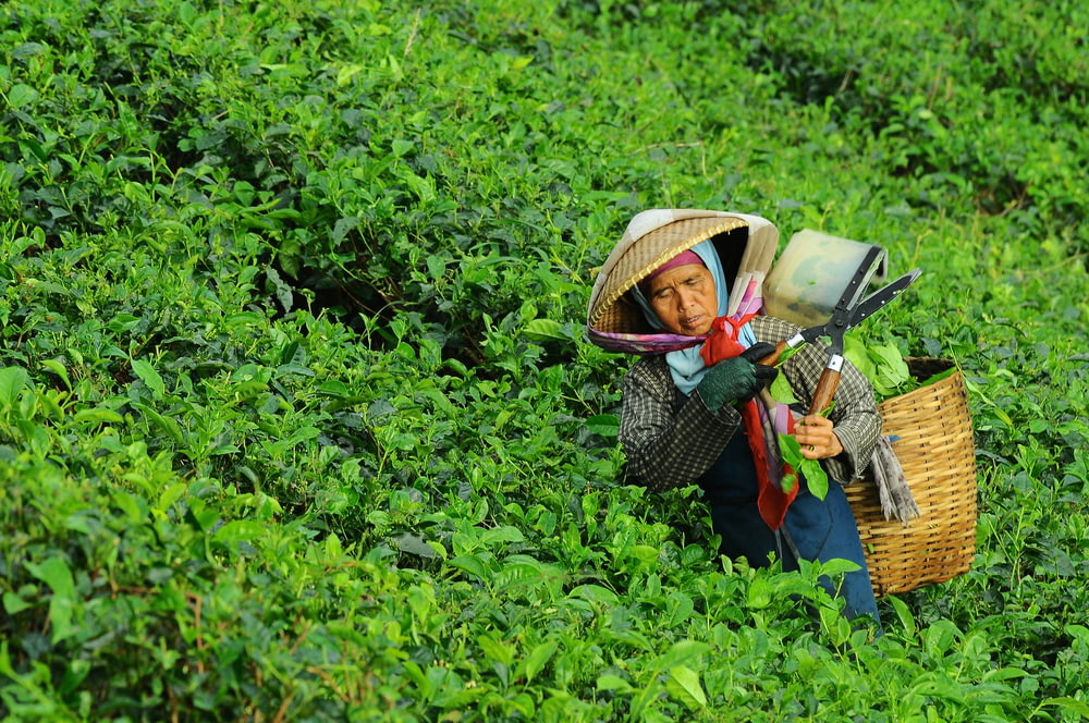 woman harvesting leaves from field