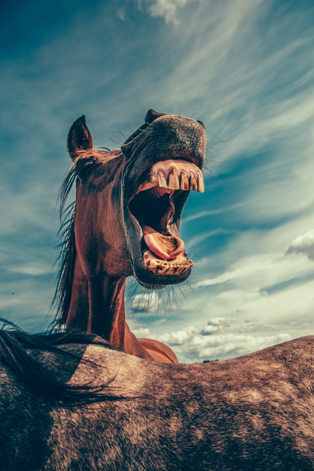 Foto von schreiendem Pferd unter bewölktem Himmel