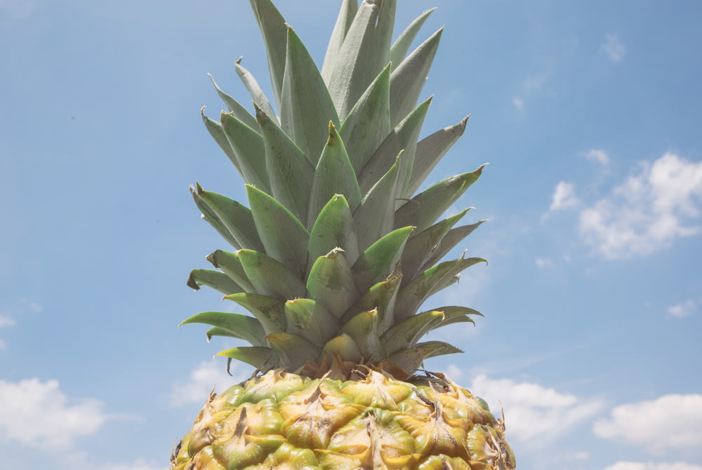 pineapple fruit over blue and cloudy sky