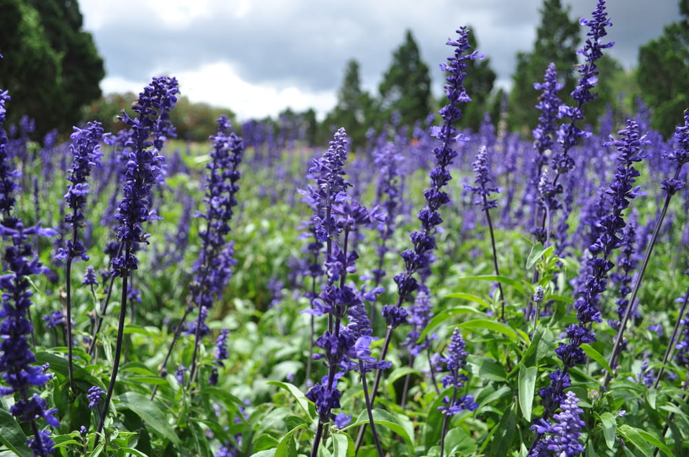 purple hyacinth flower field