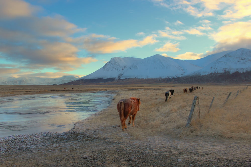 cow walking on field near mountain alps