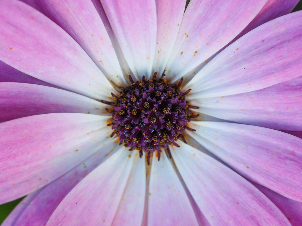 Foto macro de flor de margarita púrpura