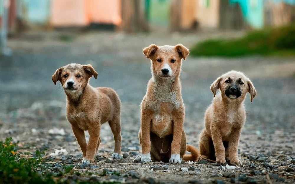 Fotografía de enfoque selectivo de tres cachorros marrones