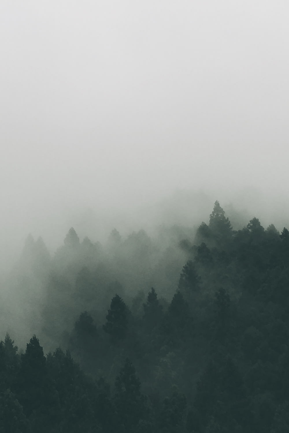 bosque cubierto de nieblas