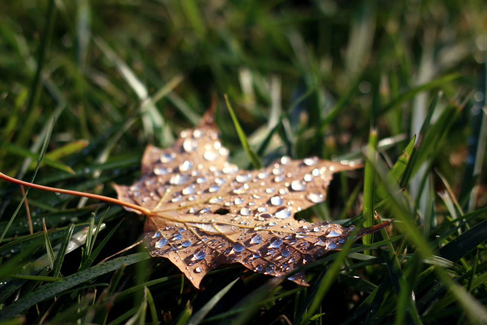 maple leaf with water dew on top selective focus photo