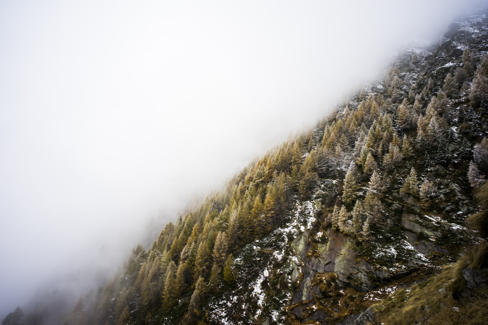 white fog over pine trees on mountain