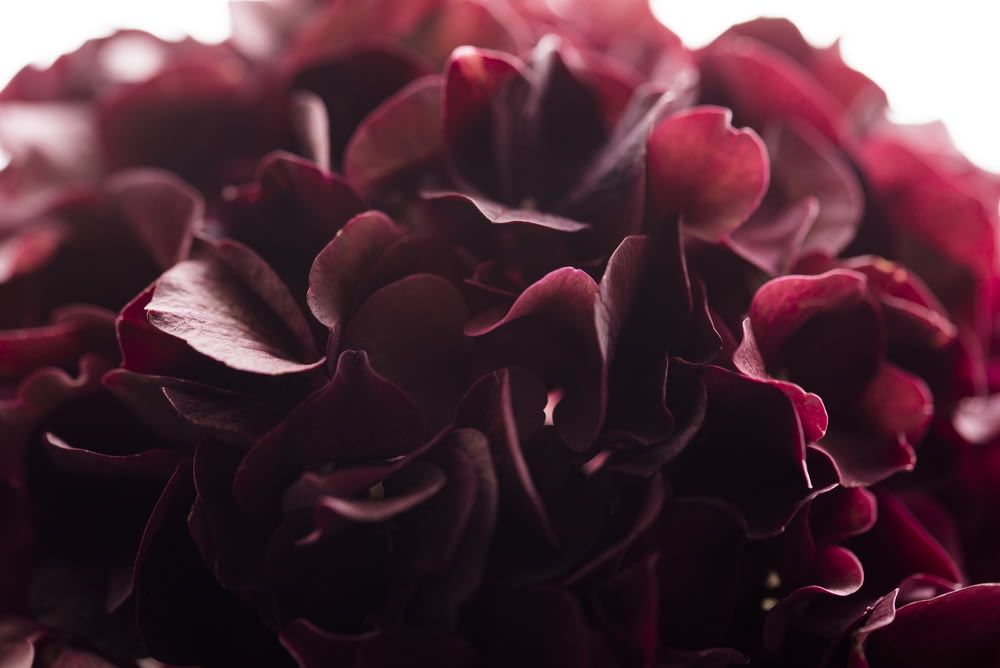 Photographie en gros plan de fleur en grappe rouge