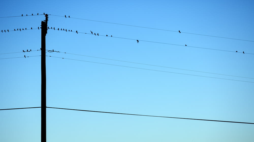 silhouette of birds on electric wires