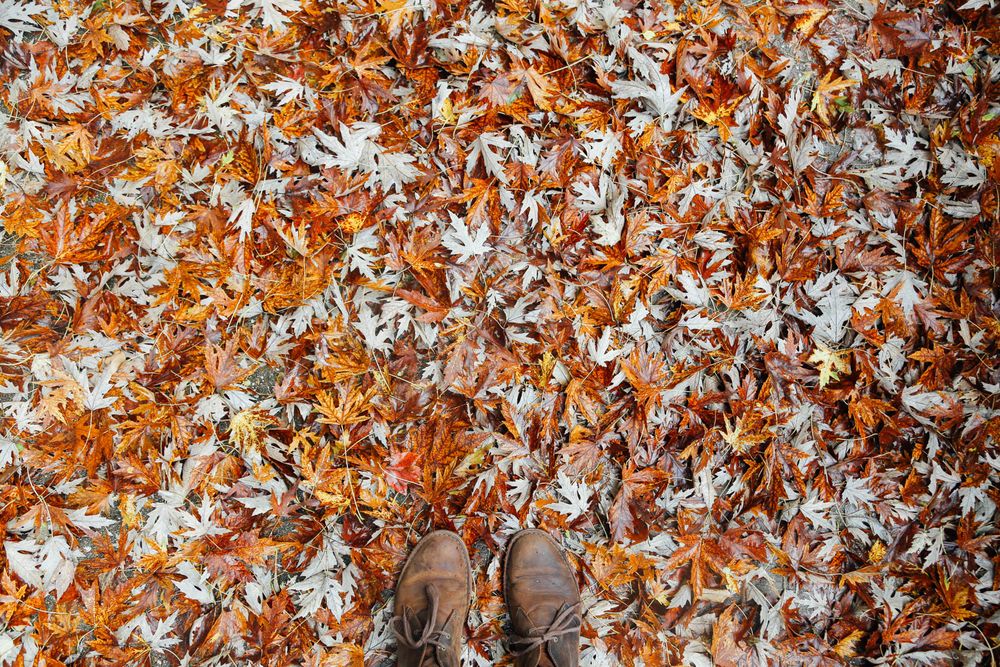 person's brown leather boots on brown maple leaves