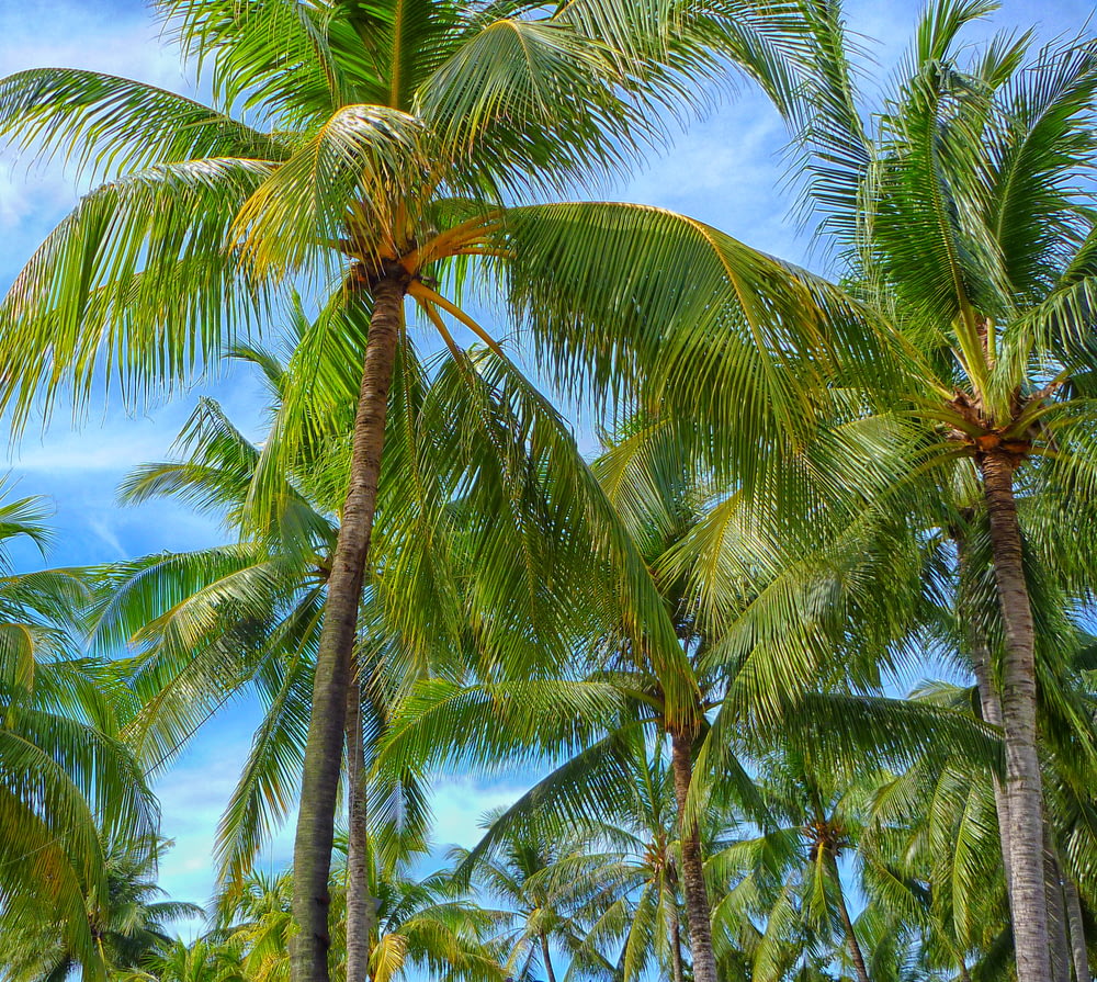 녹색 코코넛 나무