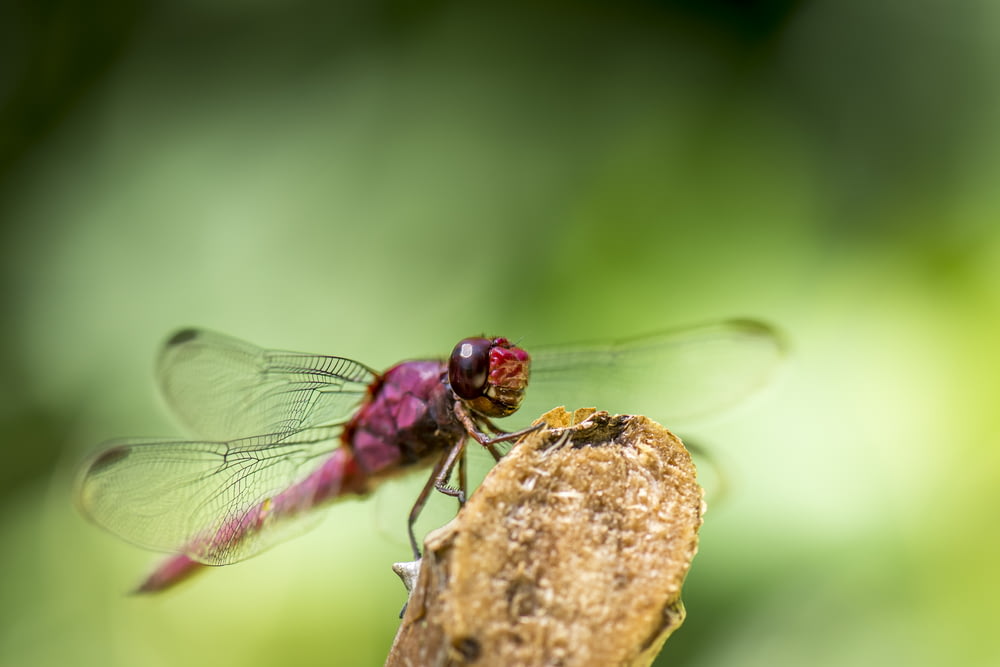 red dragonfly on brown tree branch