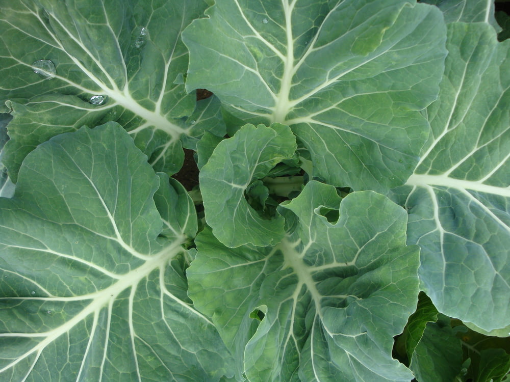 close up foto de repolho vegetal