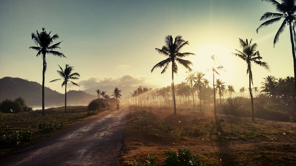 foto da paisagem dos coqueiros