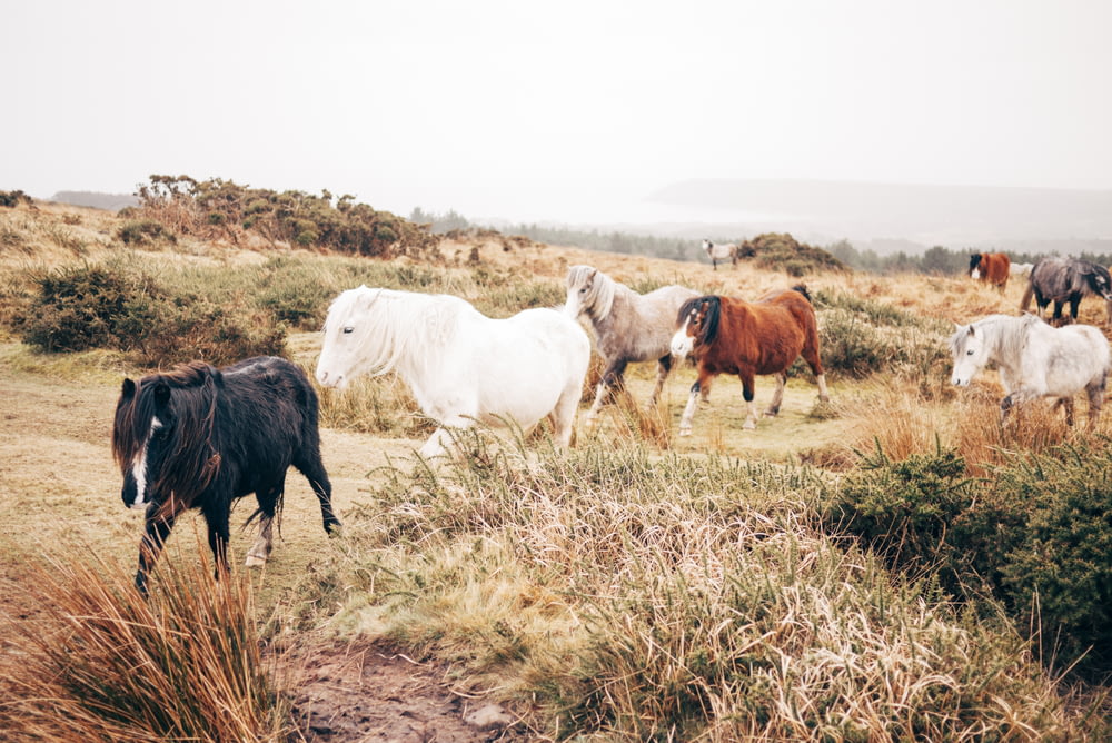 group of horse walking in plain