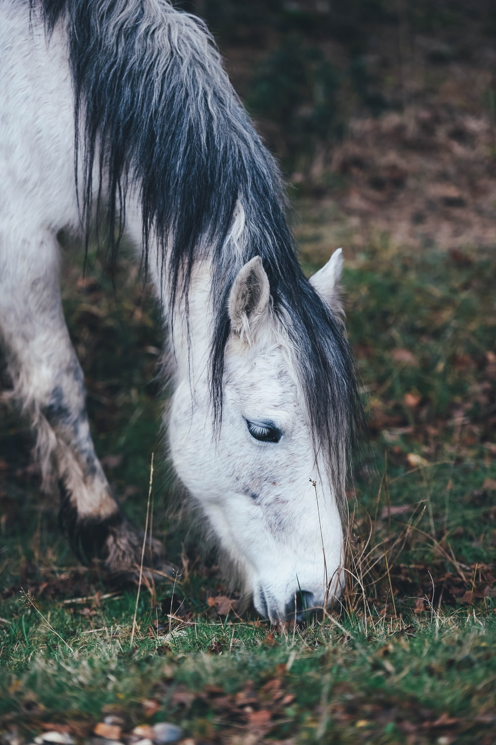 white horse grazing on grass in selective focus photography