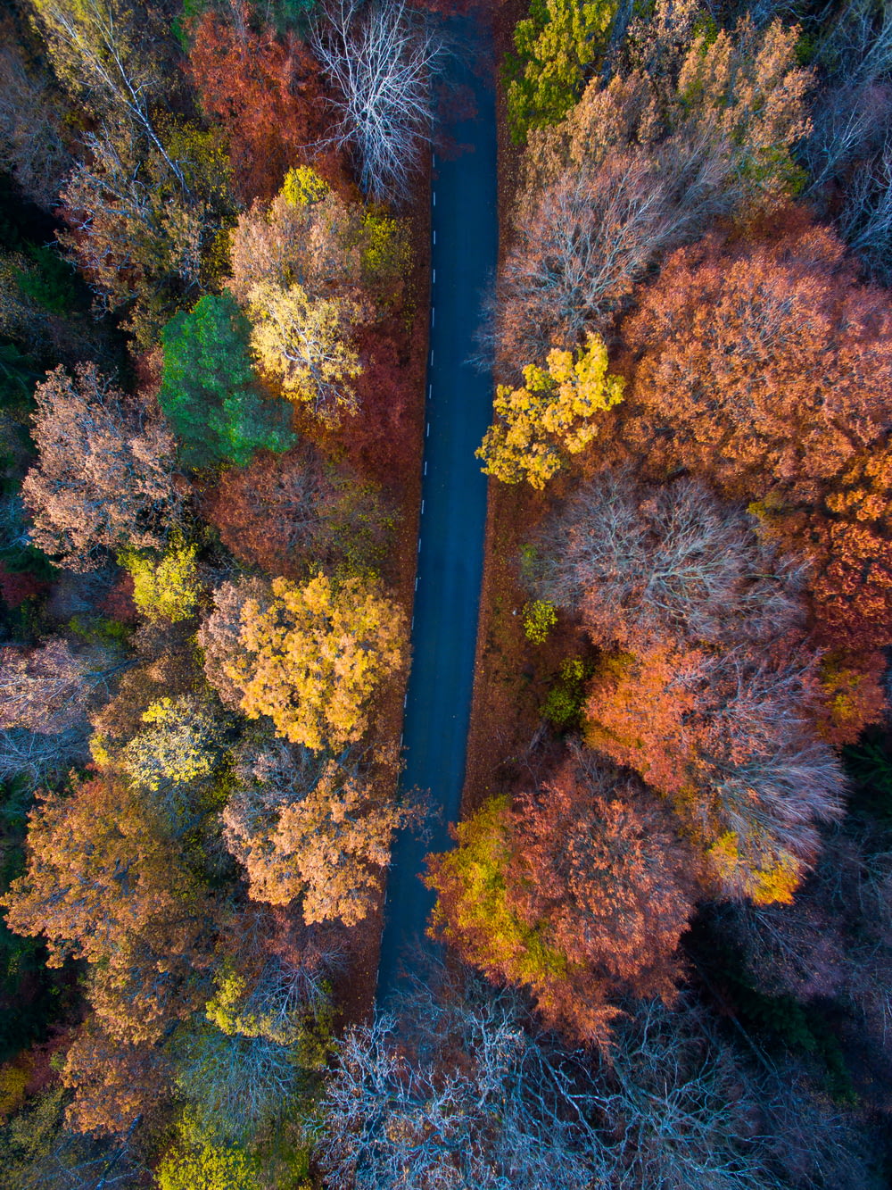 Fotografía aérea de una carretera rodeada de naranjos