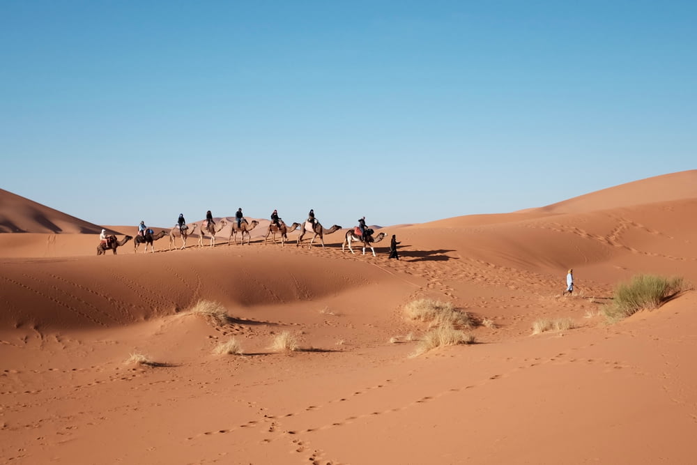 oito pessoas montadas em camelo no deserto