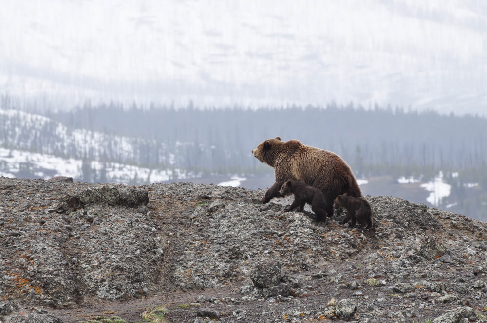 grizzly bear walking on mountain