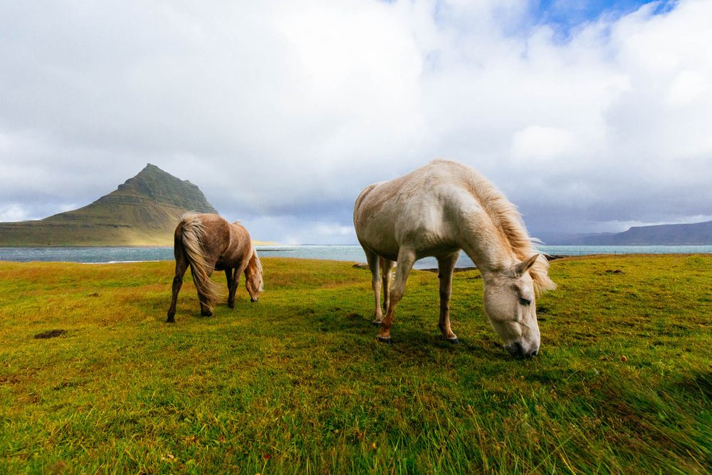 white and brown horses near body of water during daytime