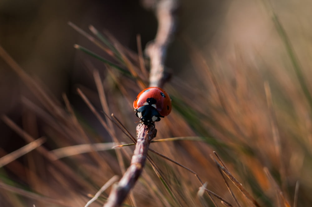red 7-spotted ladybird on gray wooden tree branch closeup photography