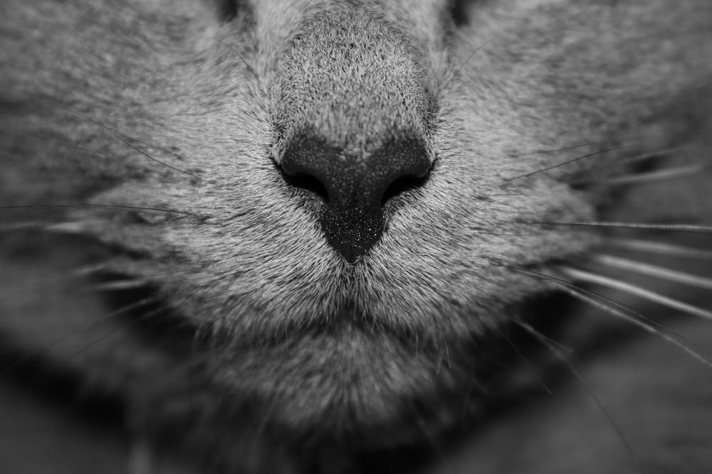 Uno scatto macro in bianco e nero del naso di un gatto