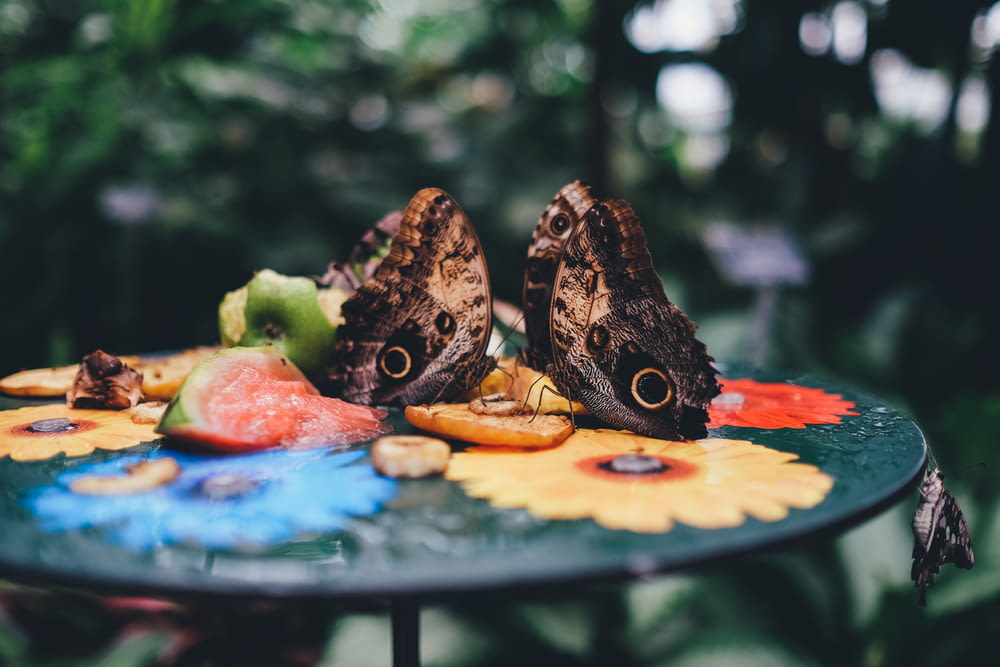 fotografia de foco seletivo de duas borboletas no tampo da mesa