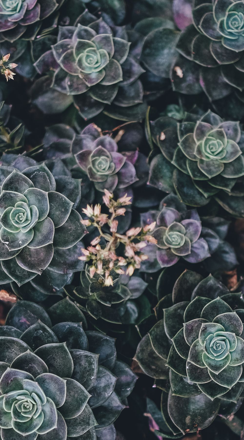 a close up of a bunch of succulents