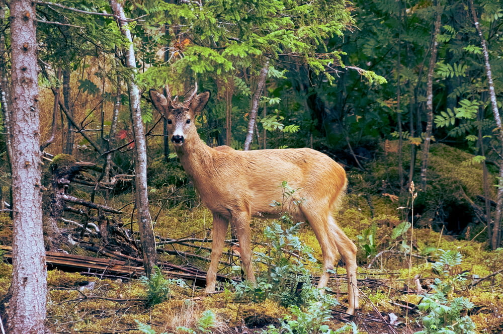brown deer standing near trees during daytime