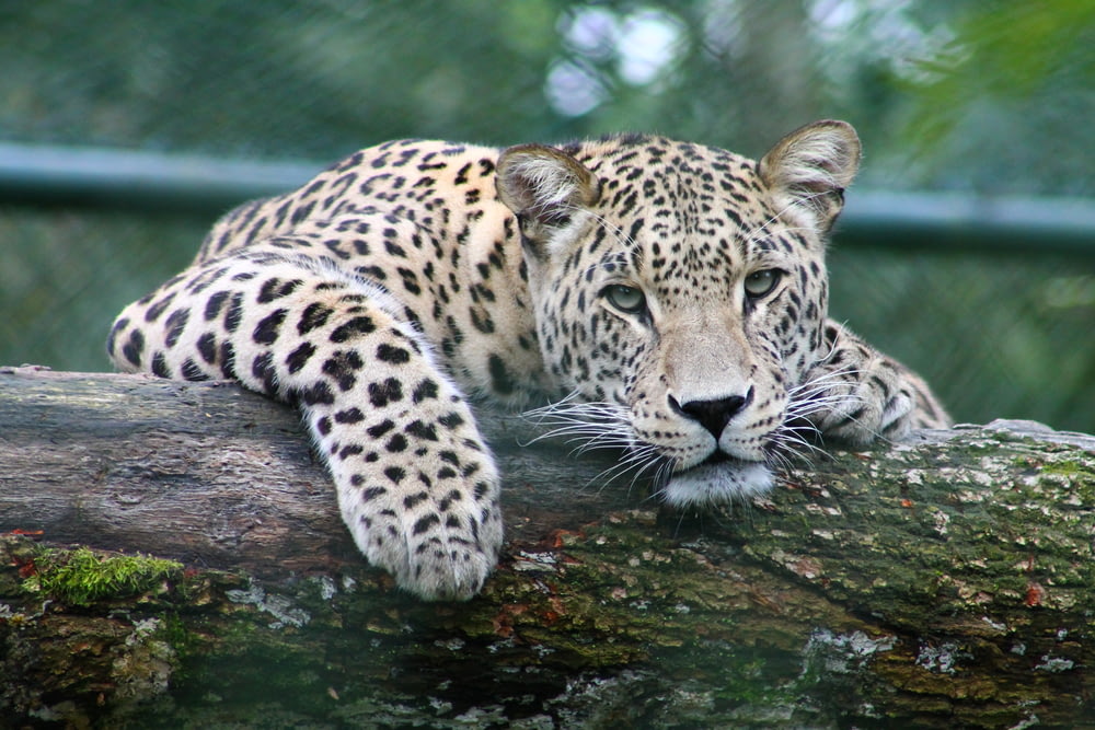 leopardo en la rama de un árbol