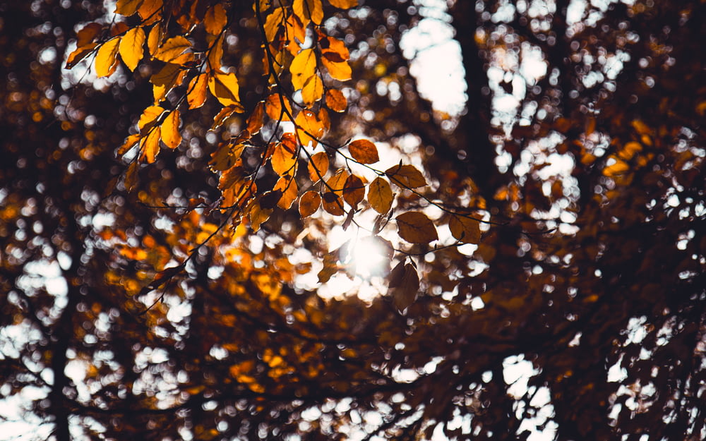 Fotografia macro di foglie secche