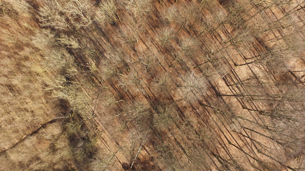 aerial view of leafless trees