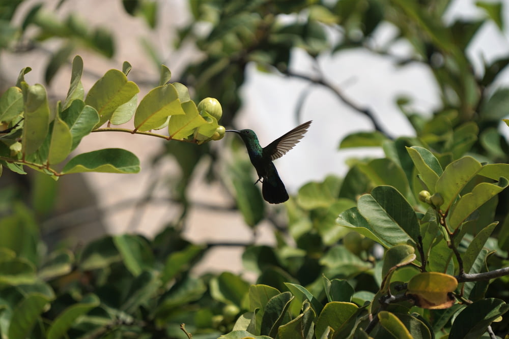 grauer Vogel fliegt in der Nähe von Blättern
