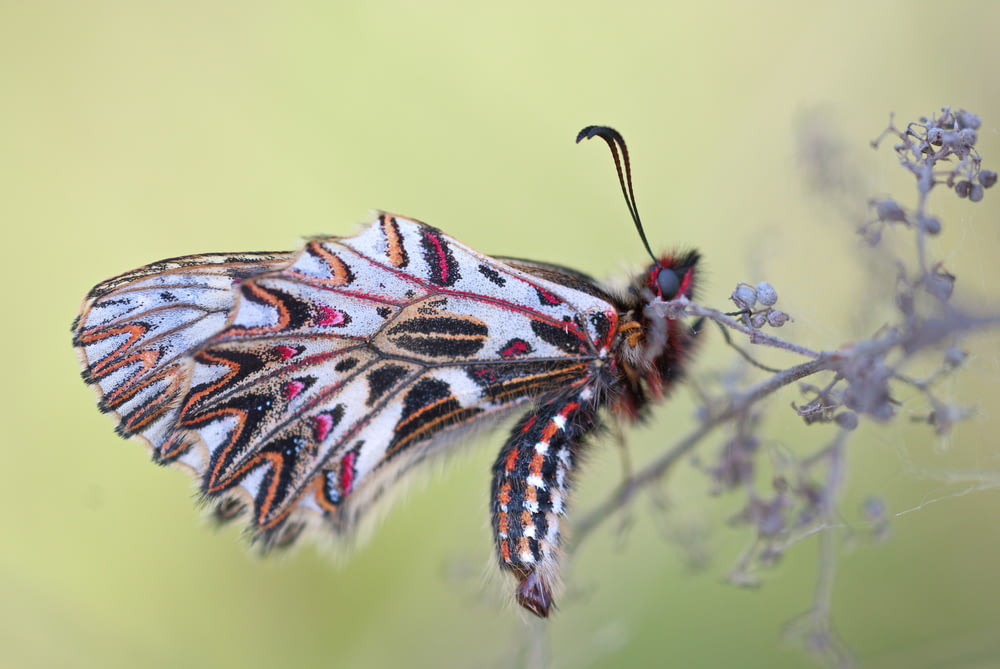 macro photography of multicolored moth