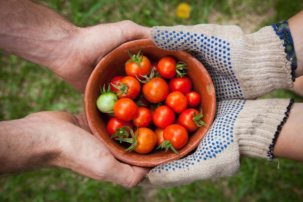 bol de tomates servi sur la main d’une personne